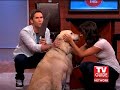 Live Dog Neutering!