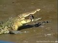  crocodiles australia feeding