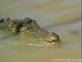 Crocodiles at an Exhibition