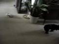 Max, a black pug doing laps around the sofa