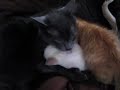 Toby Gives The Kittens A Bath