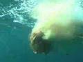 Shark Week 2007 - Shark Takes Down a Dolphin