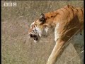 Take a closer look at the mating rituals and family life of the tigers of the Emerald Forest. From the BBC.