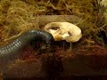 Millipede eating a mushroom to Infected Mushroom