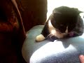 眠りネコ動画