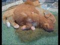 Kaja X Bomber pups 20 days old