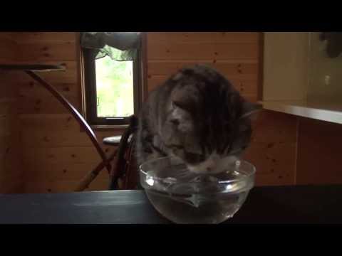 ティータイムなねこ。 -Maru's Teatime.-