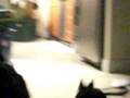 videos de Cat playing fetch