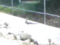 iguana en el bahia principe