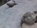 iguana en el bahia principe