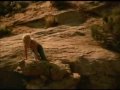 Física o Quimica - despistaos
