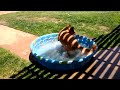 Dog Days of Summer - Honey Dog