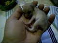 Fennec Fox Chronicles