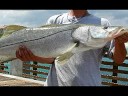 JUNO BEACH PIER FISHING
