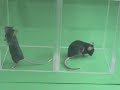 Itching mice