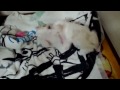Click here to watch this video れみの育児31 姉妹の闘い！