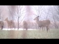 2011 December Bucks in Action!