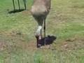 Sandhill Family Outing