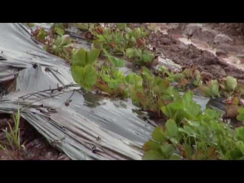 how to grow strawberries in nj