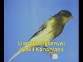 Kanarya ( canary ) Cinsleri Kanarya ( canary ) Cinsleri