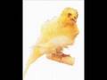 Kanarya ( canary ) Cinsleri