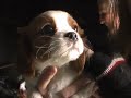 New litter of King Charles Cavalier puppies New litter of King Charles Cavalier puppies