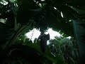 Grafting Mature Banana Seedlings