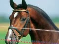 Acordelli - an amazing dresage horse Acordelli - an amazing dresage horse
