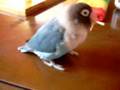 パンちゃんの爪楊枝技！！