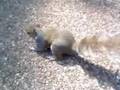 Squirrels are our friends.