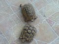 apareamiento de las tortugas de tierra sara y lucas