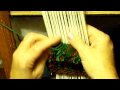 Tying Knotted Persian Rug