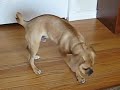 Miles the Puggle Chases His Leg & Tail - Funny Puppy!