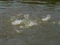 Dr. Frank Feeds Hybrid Striped Bass