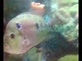 flowerhorn female1A.mp4