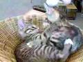 仔猫プロレス