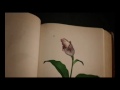 Flor