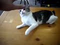 the get away kitty the get away kitty