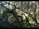 Hike 7 miles in 3 minutes! (Silver Falls State Park) Hike 7 miles in 3 minutes! (Silver Falls State Park)