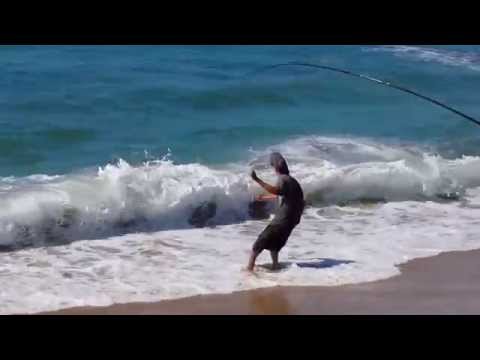 how to bleed leopard shark