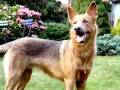 American-Indian-Dogs