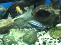 Видео - AQA.com.ua - Аквариумные рыбки - Цихлиды