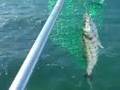 Bass Fishing Les Minquiers reef Jersey