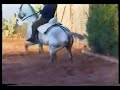 caballos orobroy