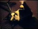 Mooshu the Daddy Cat