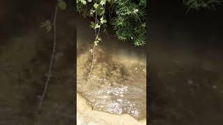 وادي جدين/جعتون/المفشوخ/الجليل الغربي/تموز ٢٠٢٠ / gaaton valley وادي جدين/جعتون/المفشوخ/الجليل الغربي/تموز ٢٠٢٠ / gaaton valley
