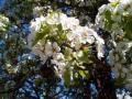 Bizet Carmen Danse Boheme~Cassovia~Our flowers with Susanalake, Patagonia, Argentina