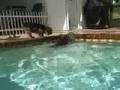 videos de Bentley and Bijoux at the pool