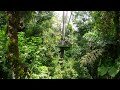 Experience a Canopy Zip Line!