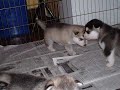 Video Photo Album - Aero & Xera - Malamute Puppies Video Photo Album - Aero & Xera - Malamute Puppies
